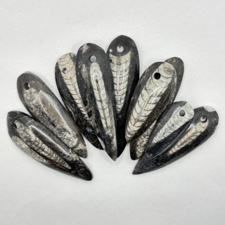 Zawieszka z ortocerasem