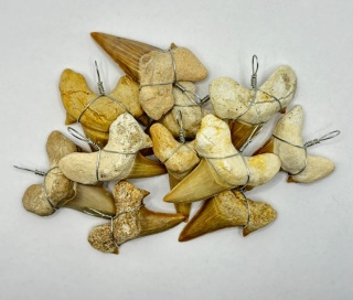 Zawieszka z zębem rekina - duża