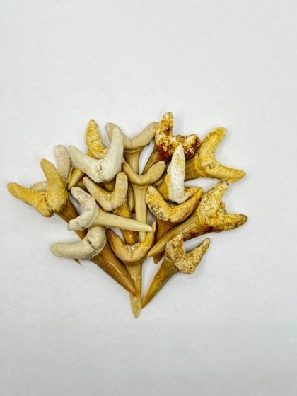 Skamieniały ząb rekina - mały