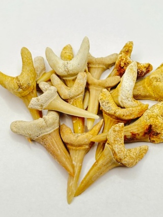 Skamieniały ząb rekina - mały