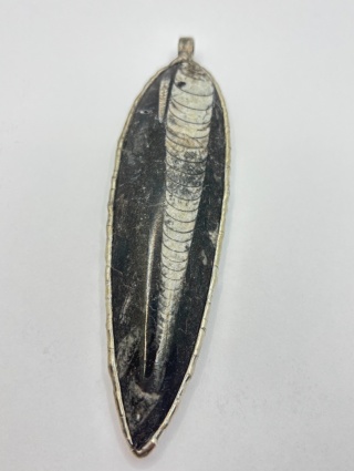 Zawieszka z ortocerasem